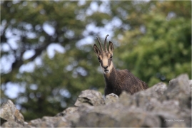 <p>KAMZÍK HORSKÝ (Rupicapra rupicapra) Lužické hory, Studenec ---- /Chamois - Gämse/</p>